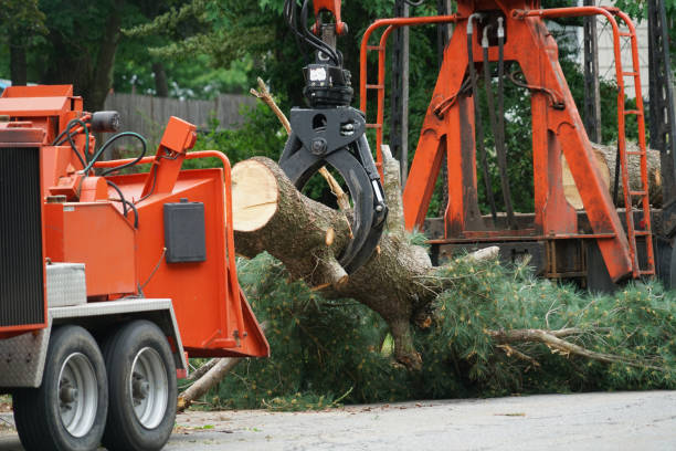 Best Tree Removal Service  in Willow Park, TX