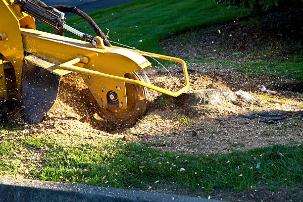 Best Tree Trimming and Pruning  in Willow Park, TX