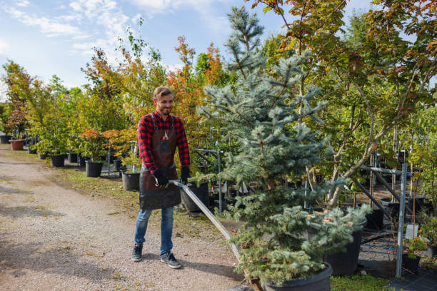 Tree and Shrub Care in Willow Park, TX